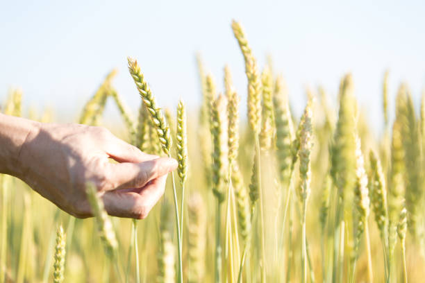 hand touching ear of wheat