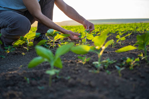 Small farmer business. Organic home grown produce.